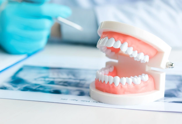 Dental model showing teeth anatomy on dentist's desk with professional equipment in background.